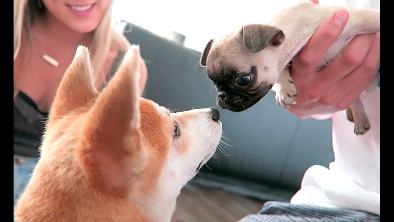 PUPPY BROTHERS MEET FOR THE FIRST TIME