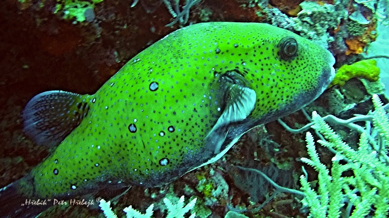 WEST PAPUA diving in Cenderawasih Bay