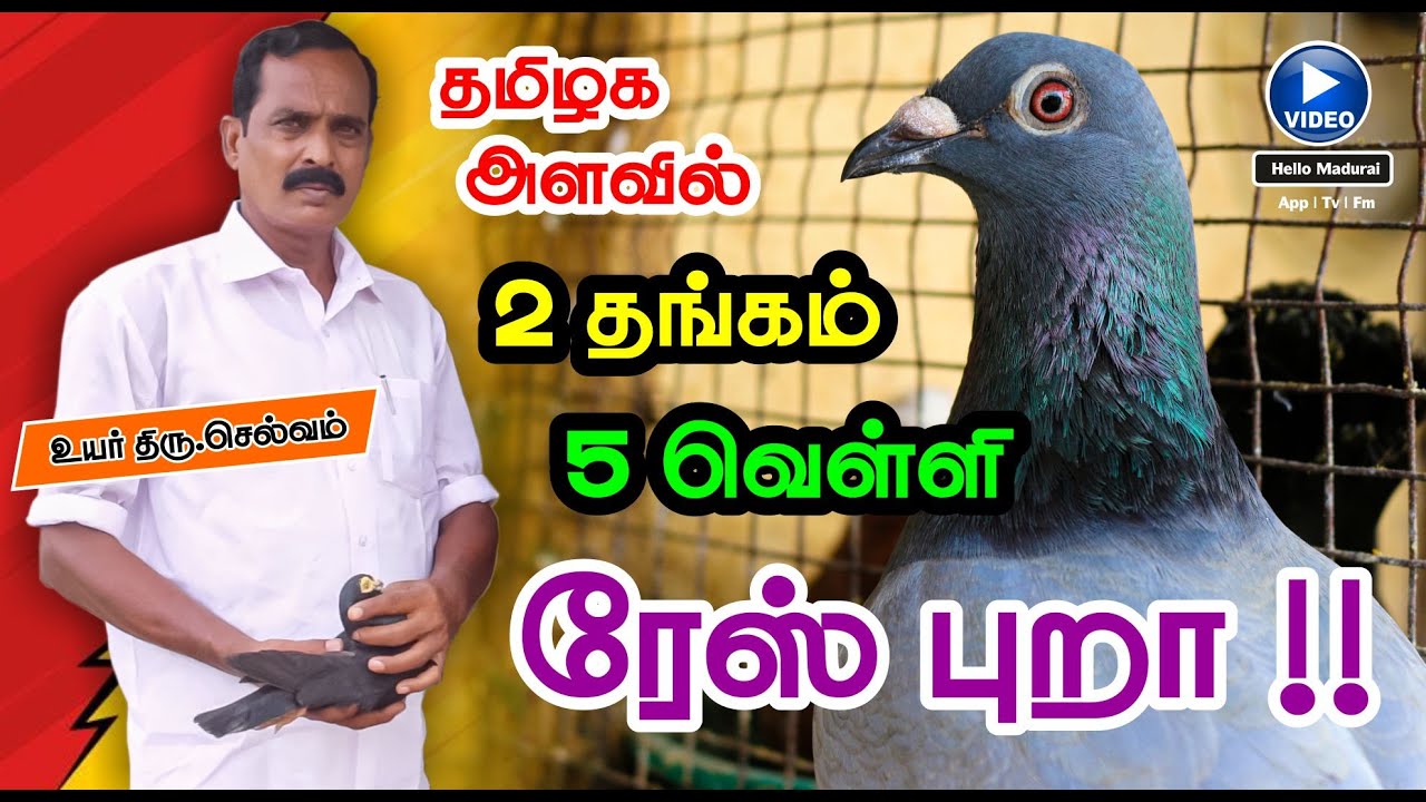 பந்தய புறா வளர்ப்பு முறை | ரேஸ் புறா | Race Pigeons | Homer | Hello Madurai | App | TV | FM |