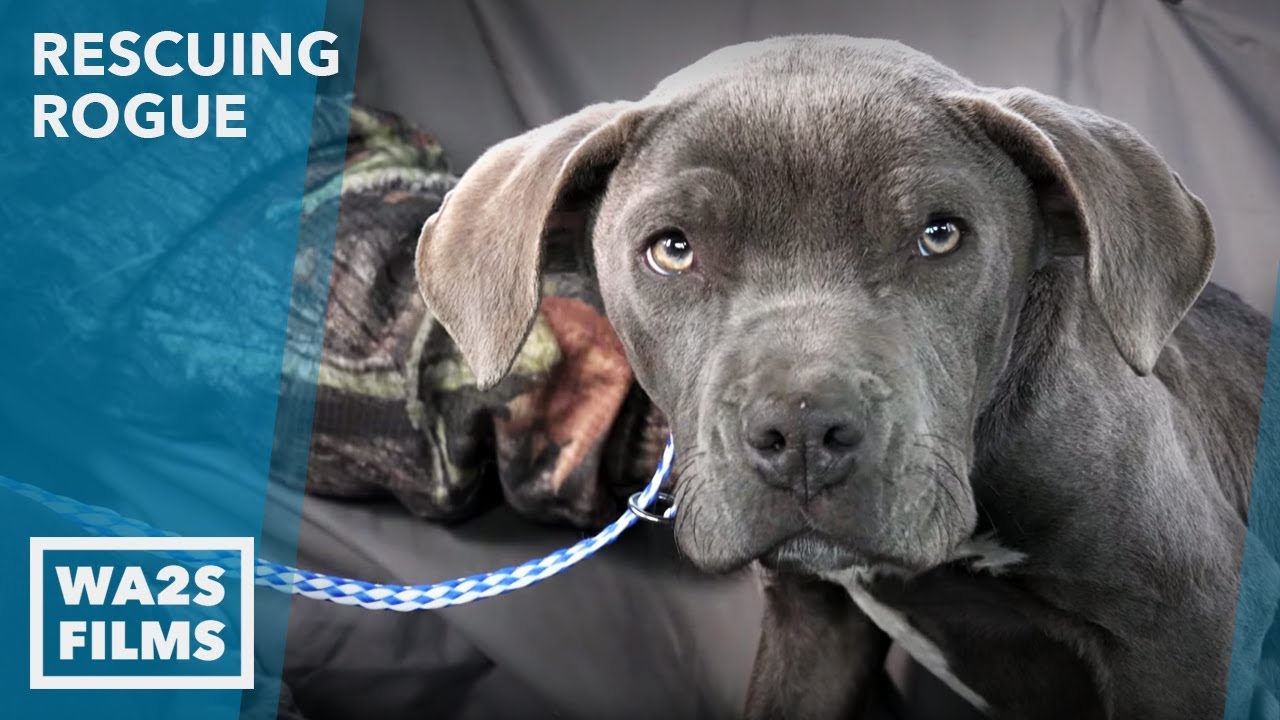 We Went to Rescue This Skinny Gorgeous Puppy & Couldn't Believe Our Eyes! Howl & Hope For DoDo Dogs