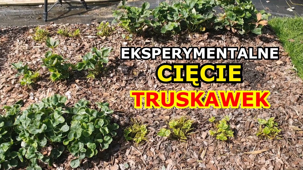 Eksperymentalne Cięcie Truskawek