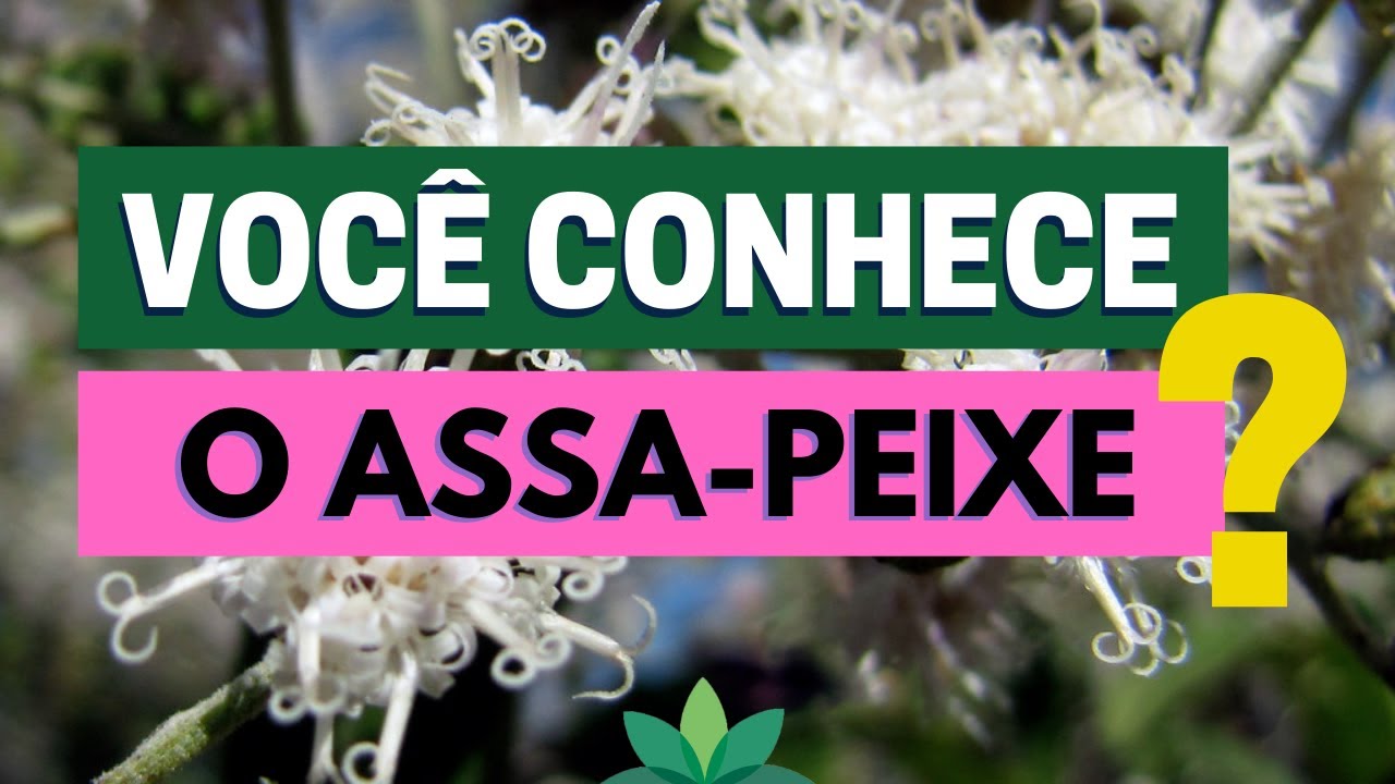 Você conhece o ASSA-PEIXE? Aprenda a identificar essa planta maravilhosa