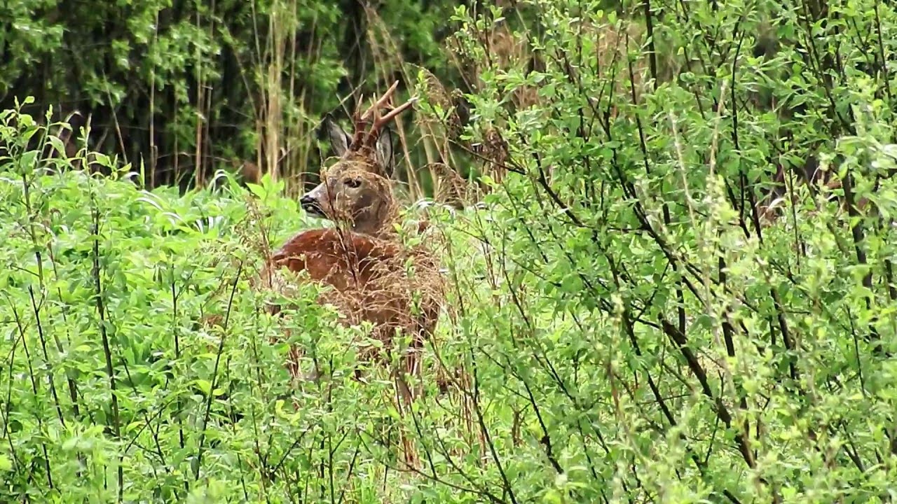 15.05.2016 - Stirnas buks - Самец косули - Male roe deer (Capreolus capreolus)