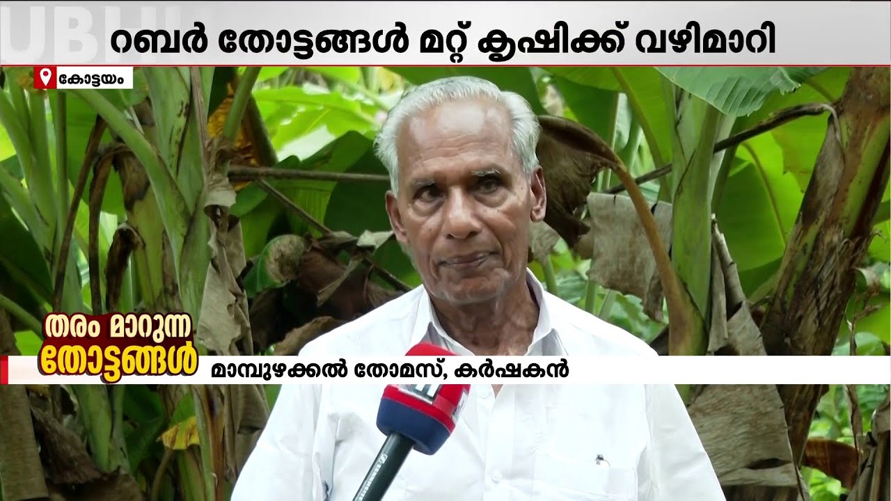 ആറേക്കറുള്ള റബര്&zwj;ത്തോട്ടം വെട്ടിക്കളഞ്ഞ് കോട്ടയത്തെ തോമസ് ചേട്ടന്&zwj;! | Rubber Farming Kottayam