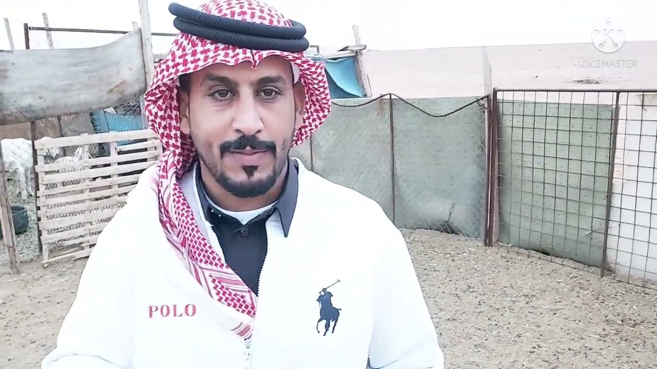 زيارة مراح ابو عوض مهجن الاغنام ومنوعها يفضل الماعز بتربيتها الثلاثاء ١٥/٦/١٤٤٣