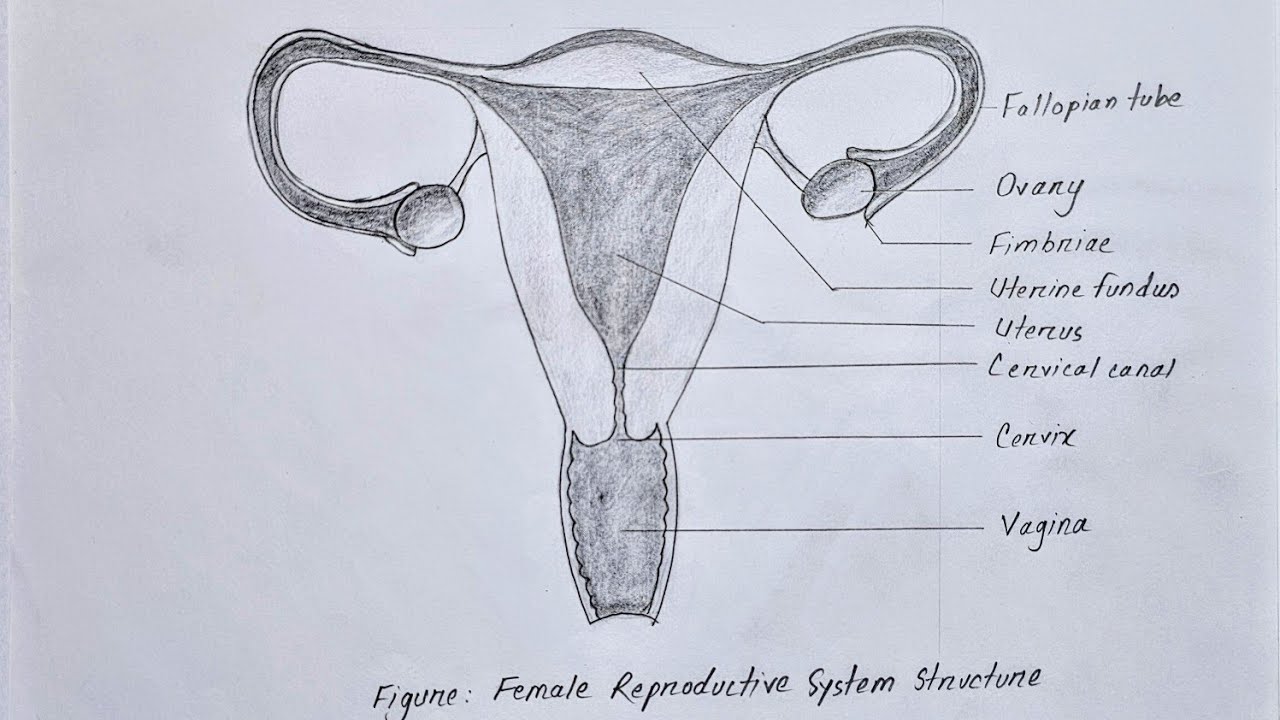 Drawing Female Reproductive System l Biology Drawing l
