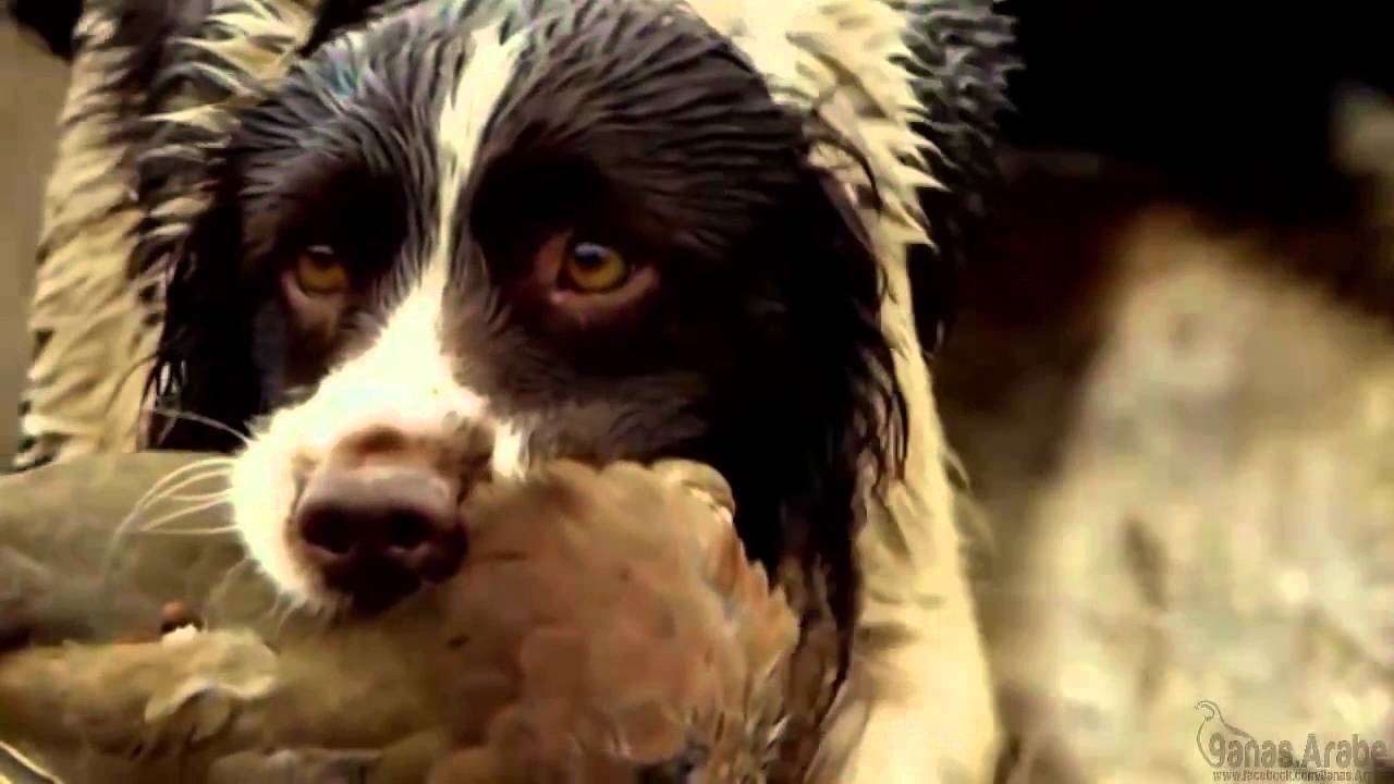 Chasse au perdrix,Partridge Hunting,Caza de Perdiz