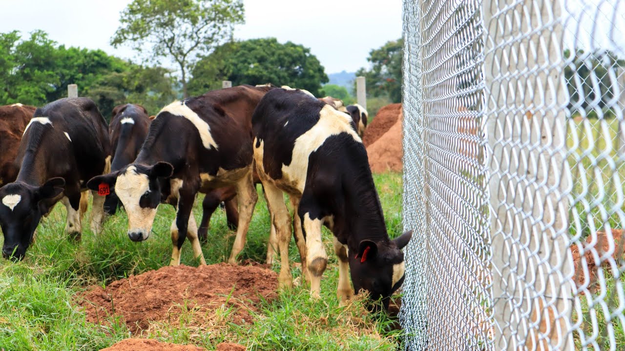 How Fences are Saving our Farm