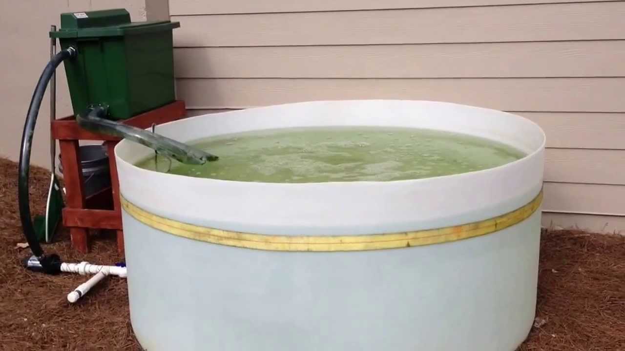 Home Shad Tank
