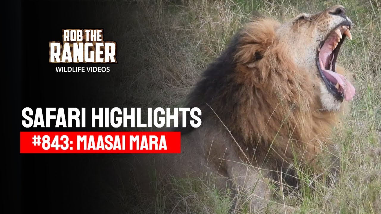 Safari Highlights #843: 23 & 24 September 2025 | Lalashe Maasai Mara | Latest #Wildlife Sightings