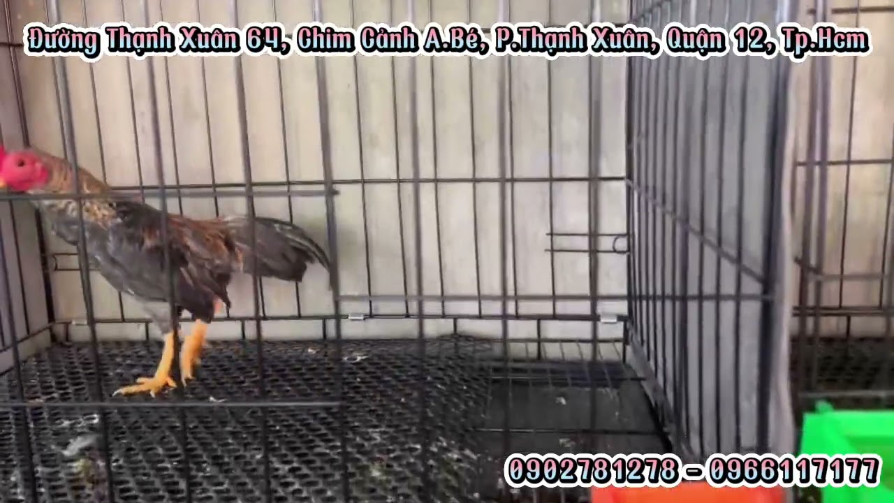 31/12/2025: Gà tre Bắc✔️ gà mini✔️ phụ kiện✔️ lồng✔️