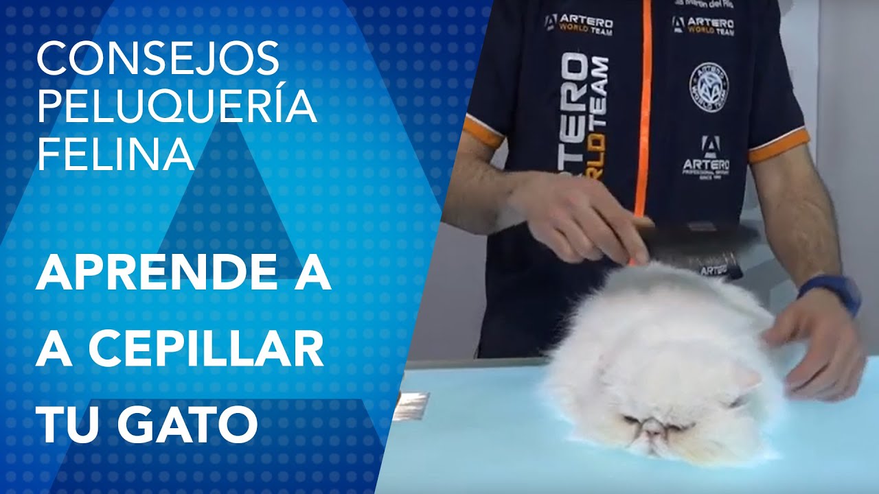 Aprende a cepillar a tu gato correctamente
