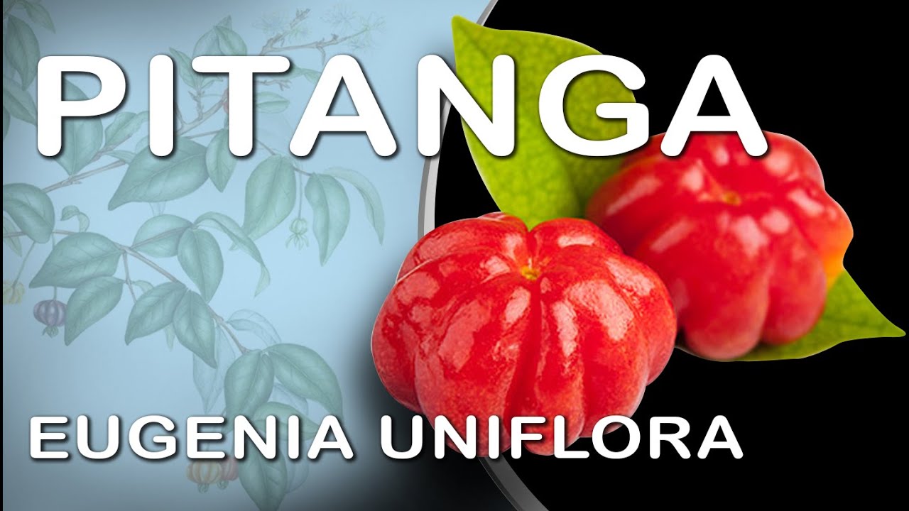 Питанга - Eugenia uniflora: Bonsai SP