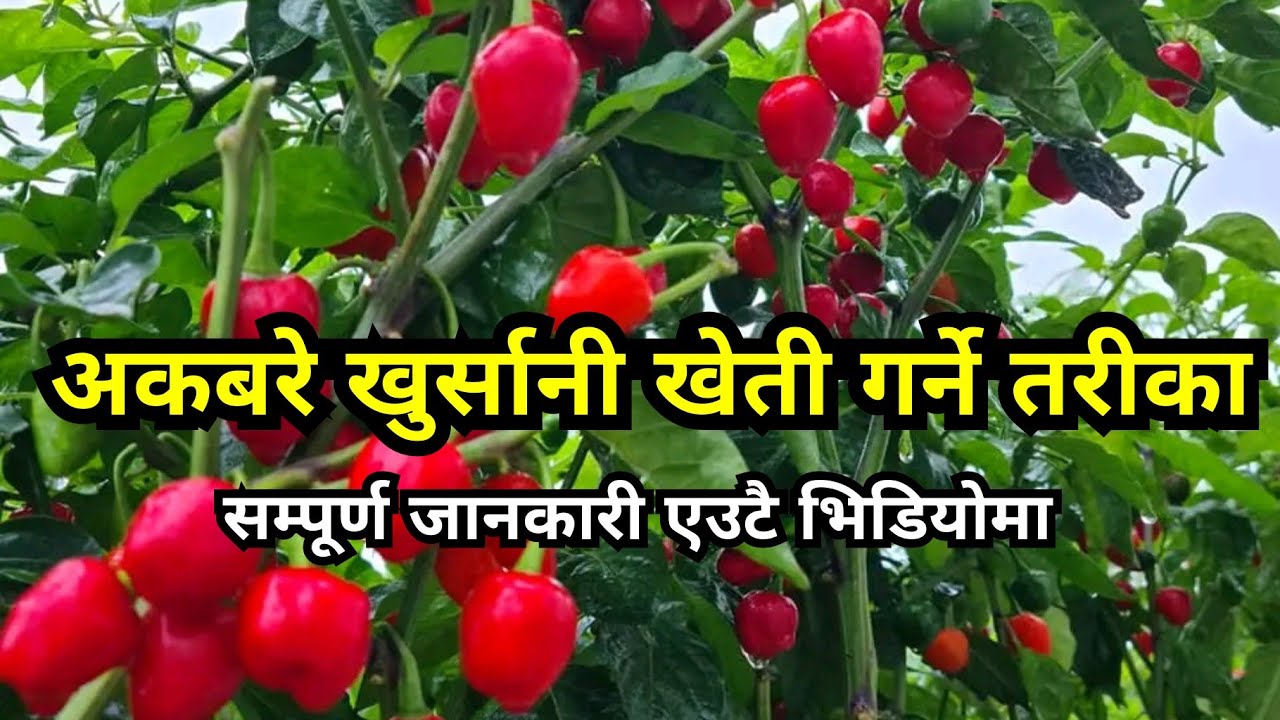 यसरी गर्नुहोस् अकबरे खुर्सानी खेती | लाखौंको आम्दानी