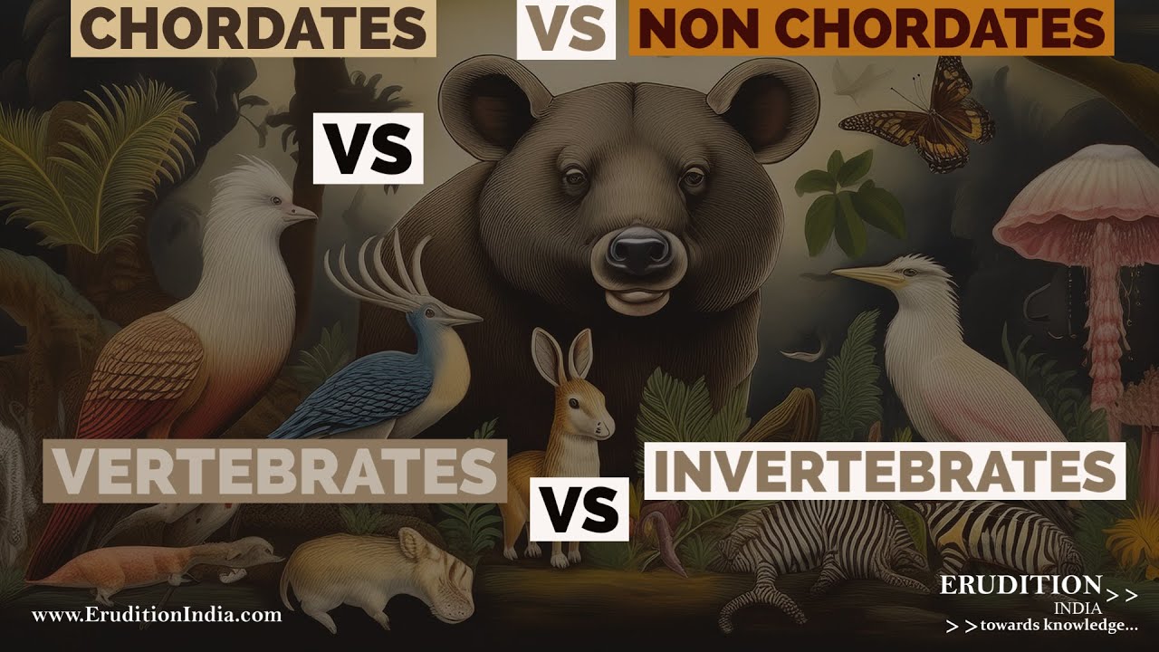 Chordates vs Non Chordates vs Vertebrates vs Invertebrates