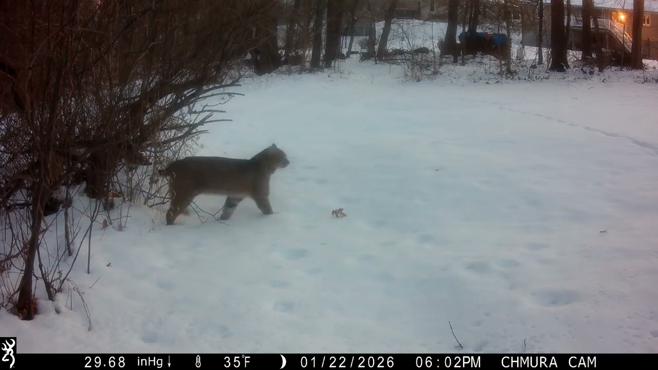 Bobcat near Higher Brook Drive in Ludlow