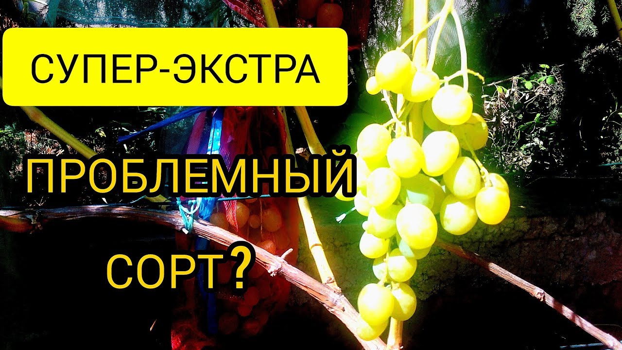 Виноград СУПЕР-ЭКСТРА/два слабых места супер-экстра,и как с этим бороться