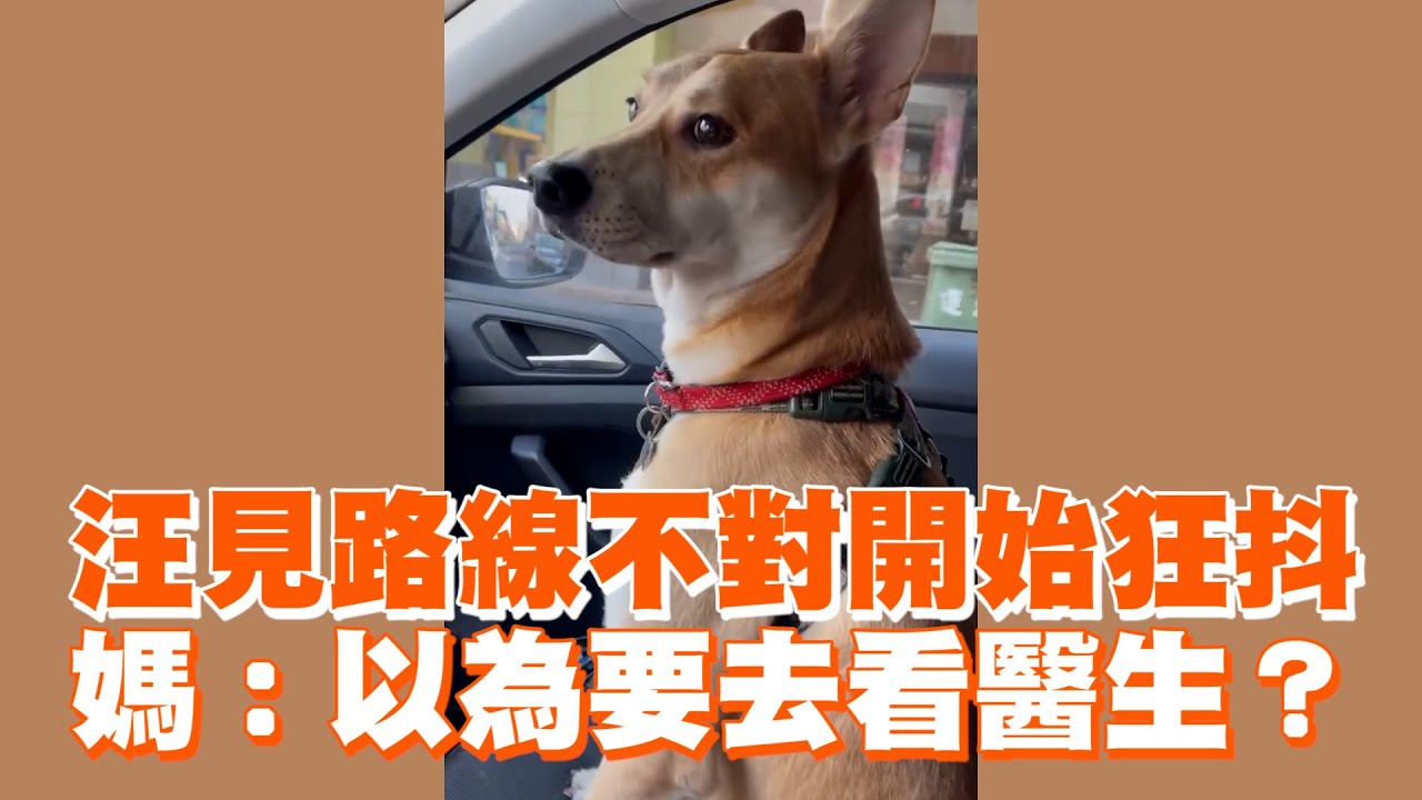 狗見路線不對開始狂抖　媽：以為要去看醫生？