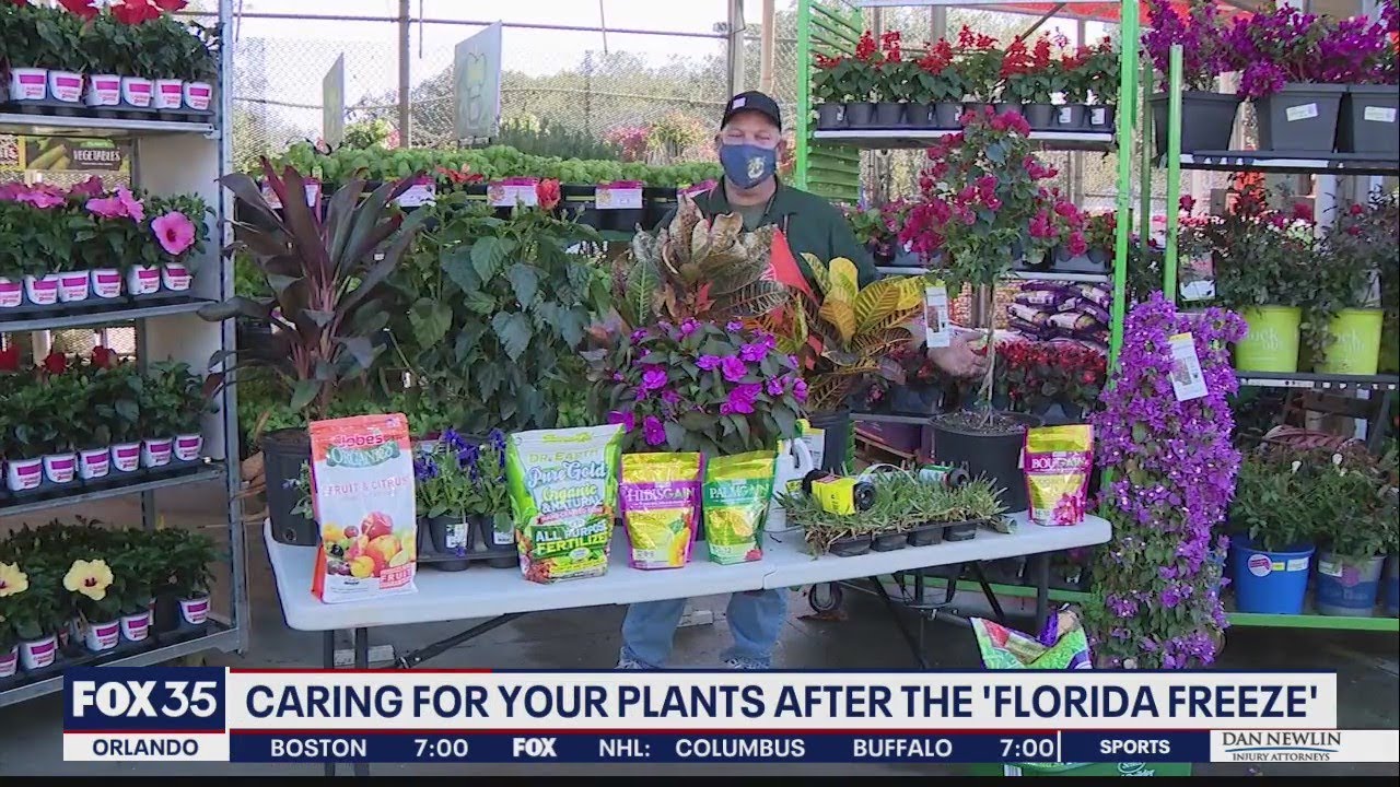 Caring for your plants after the 'Florida Freeze'