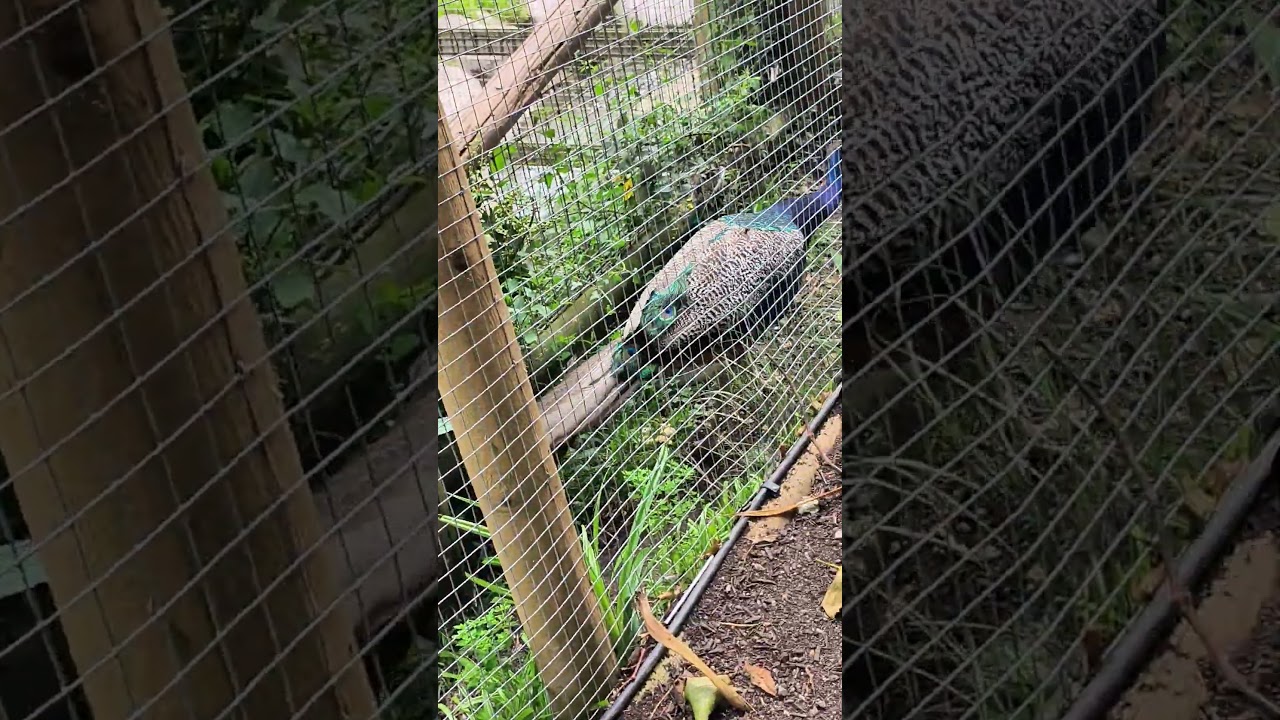 #peacocks #enclosure #newquay#zoo
