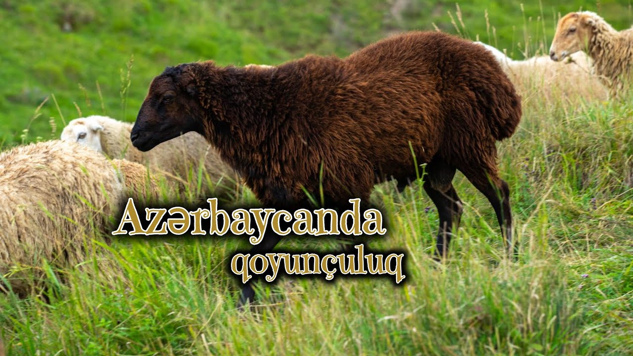 Azərbaycanda qoyunçuluq /Qoyunçuluq təsərrüfatının sahibi İldırım Məmmədovla müsahibə