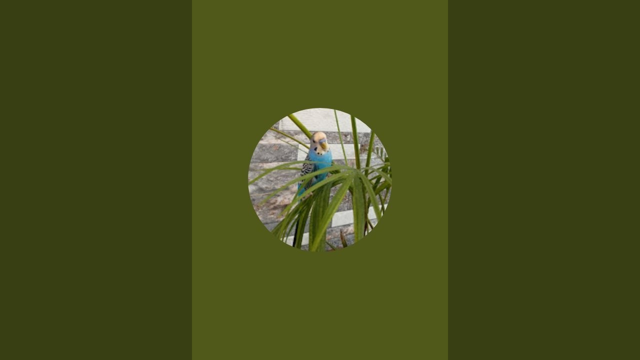 baggies parrot ki duniya subscribe my channel  is live
