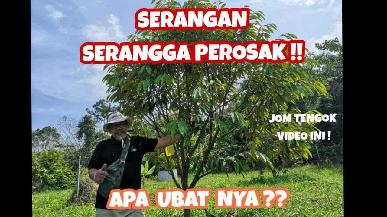 #8 Serangan SERIUS Serangga Perosak | Bagaimana nak kawal ?