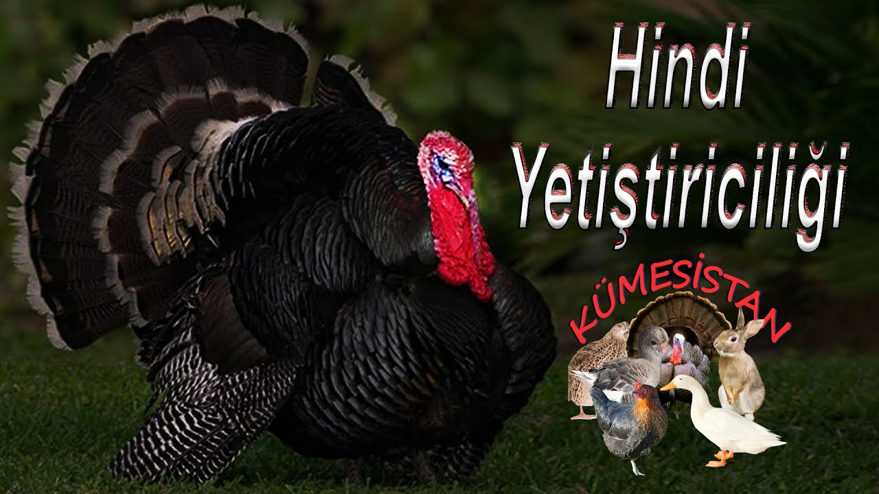 Hindi Yetiştiriciliği Hakkında Bilgi Hindi Civcivi Nasıl Yetiştirilir.