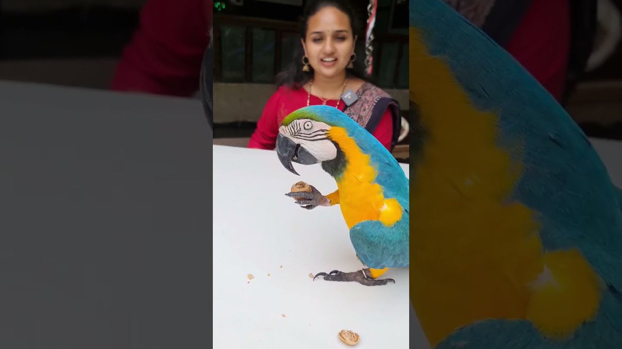 Macaw vs Walnut