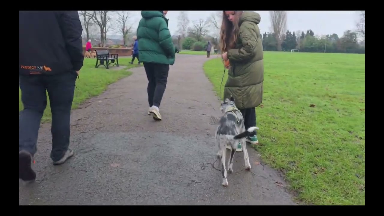 Crazy dog. Not anymore! #dogtraining 