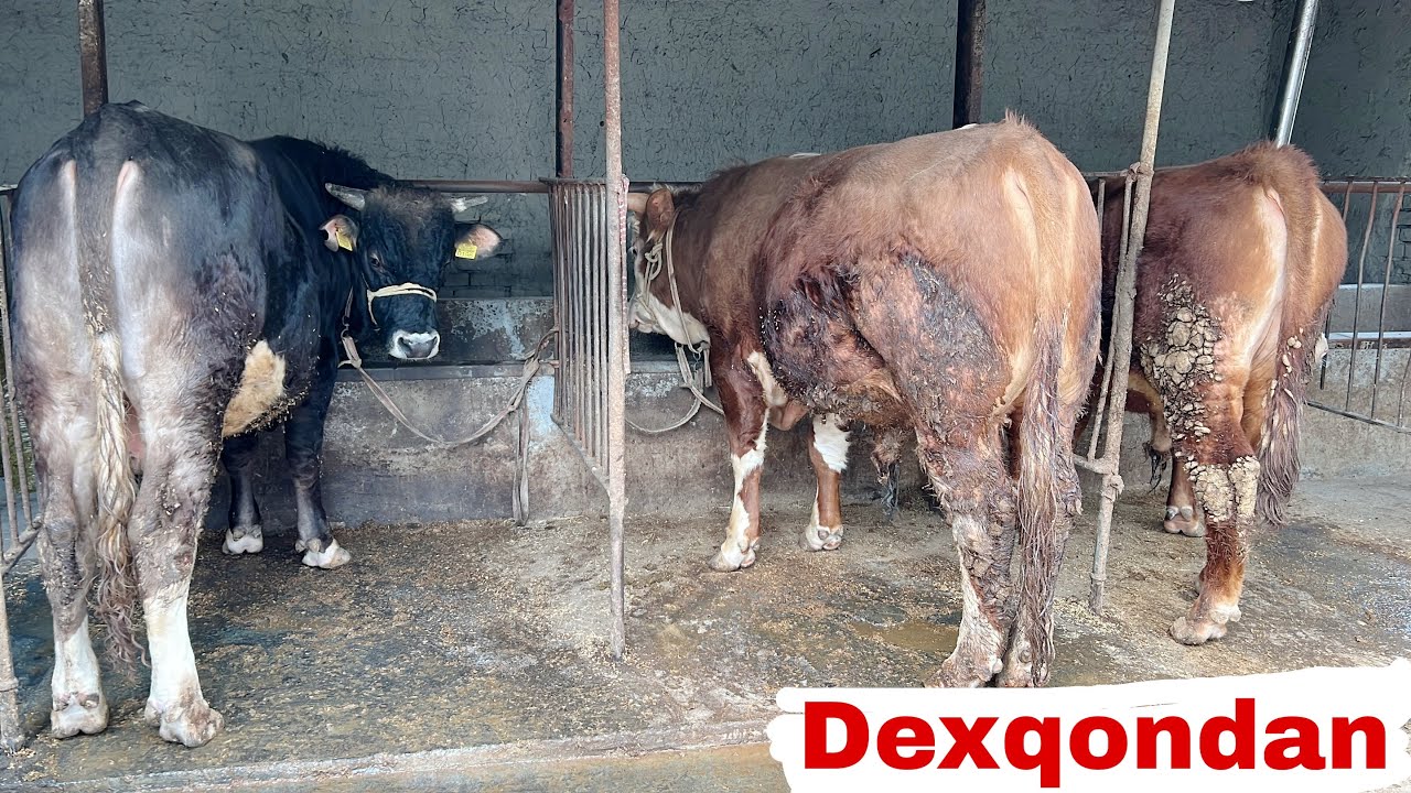 Dexqondan zotlibuqalar sotiladi✅✅😱😱🔥🔥👍👍🤝🤝💯