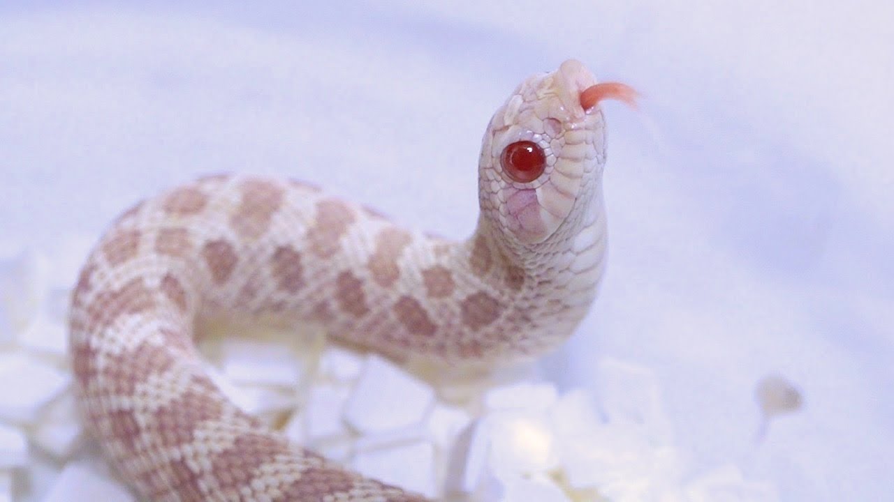 世界一可愛いヘビを飼い始めました