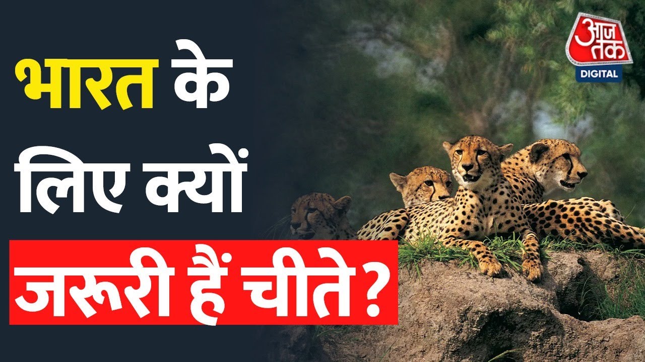 70 साल बाद भारत लाए जा रहे चीते देश के लिए हैं जरूरी, जानिए क्यों?