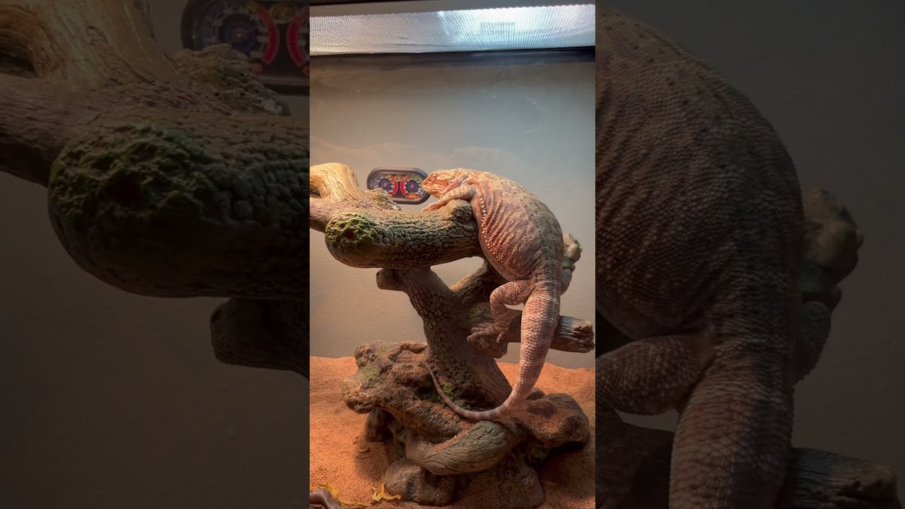 Does This Look Comfortable?