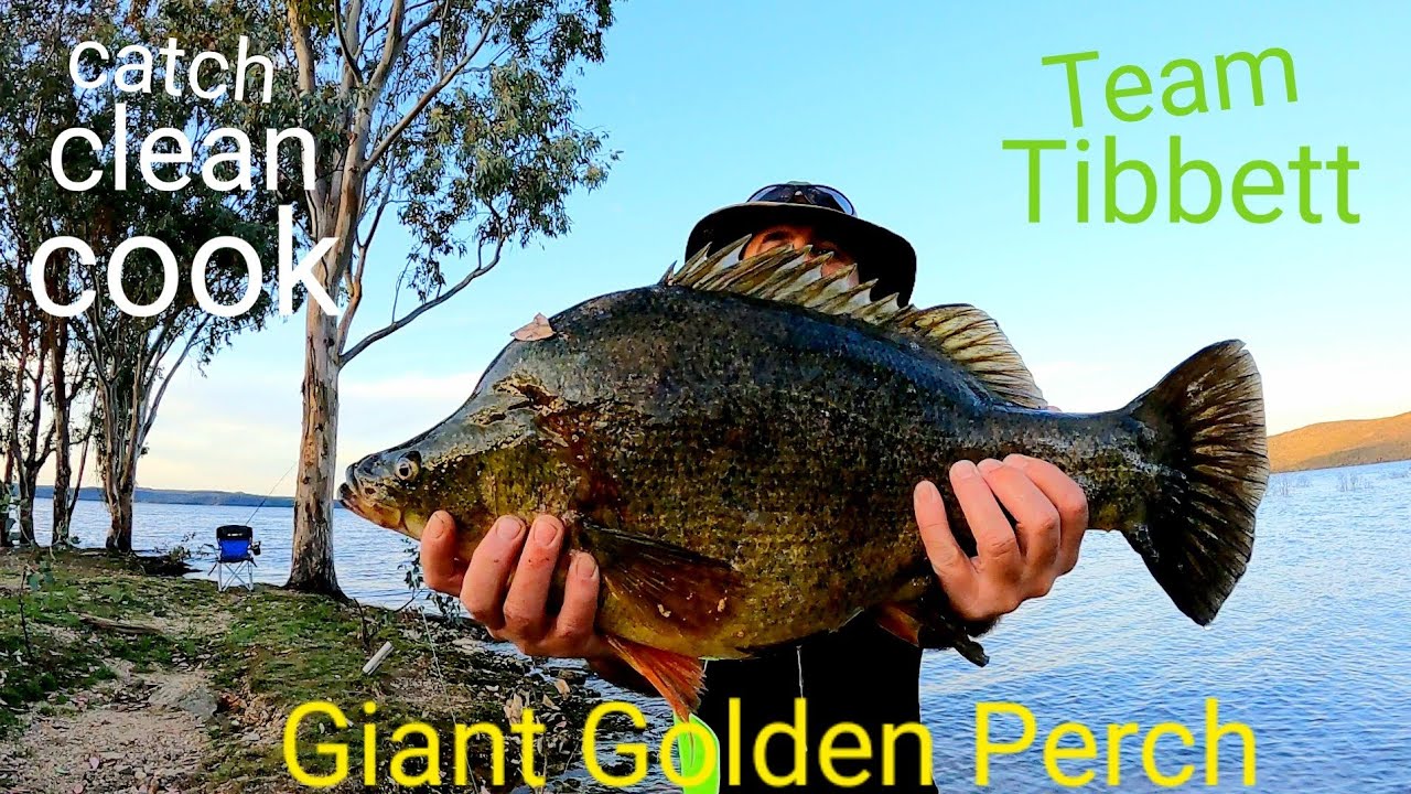 Gaint Yellowbelly at Copeton Dam( Catch Clean Cook)
