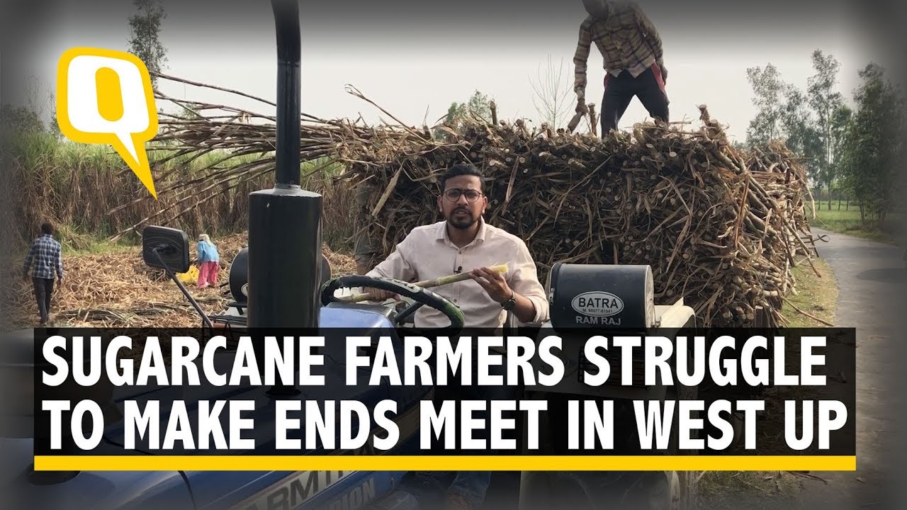 In Western UP&rsquo;s Sugarcane Hub, Farmers Struggle to Make Ends Meet | The Quint