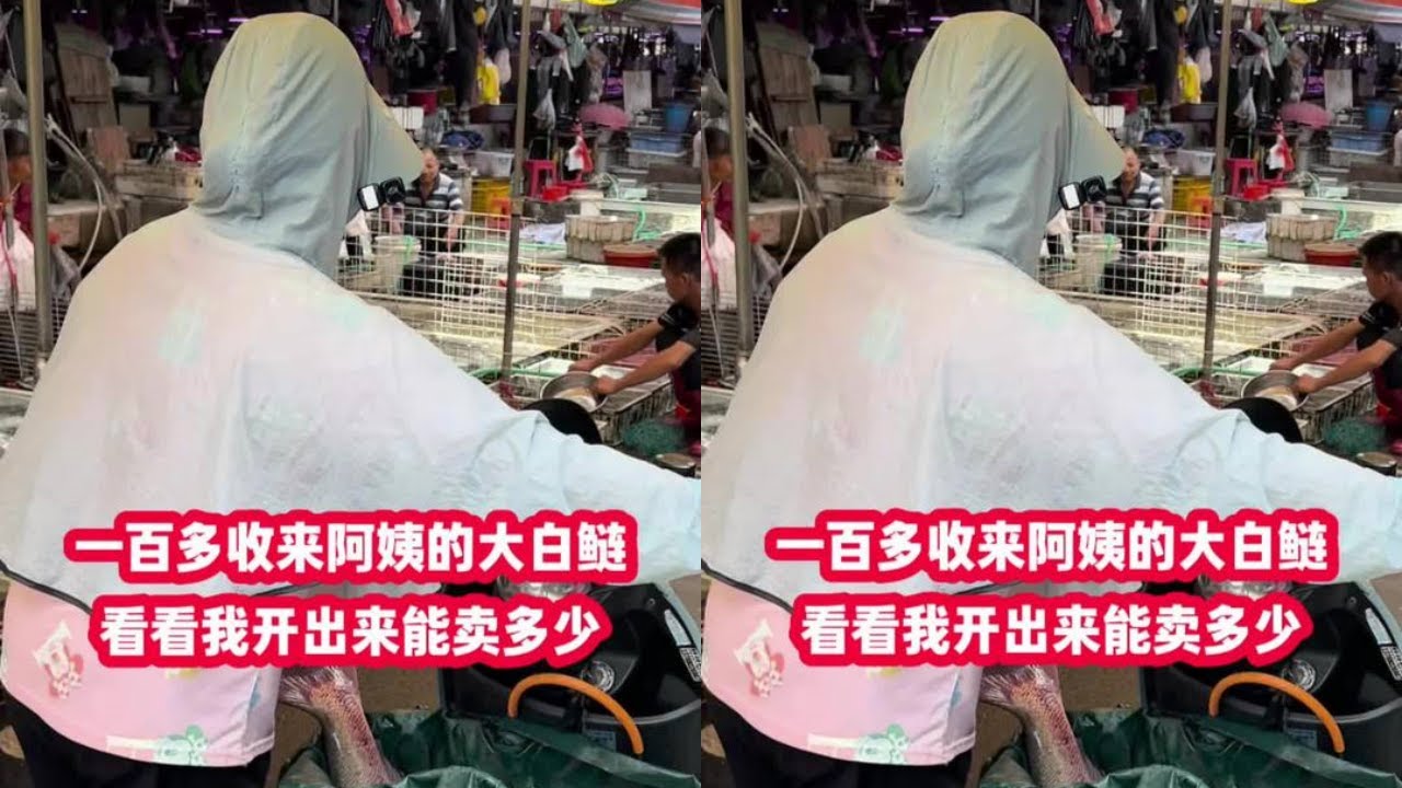 100多收来阿姨的大白鲢，看看我开出来能卖多少钱？
