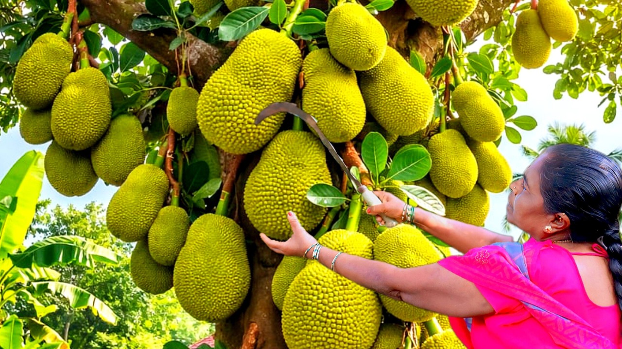 Most Popular Village Style Raw Jackfruit Palya 😋||  ಹಲಸಿನ ಗುಚುಕಿನ ಪಲ್ಯ || Halasinakayi palya
