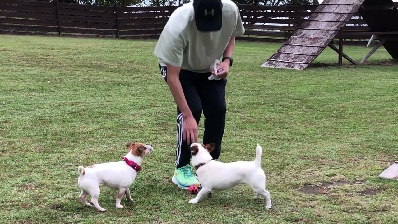 愛犬と楽しむ秋の熊本旅｜阿蘇山と御宿小笠原