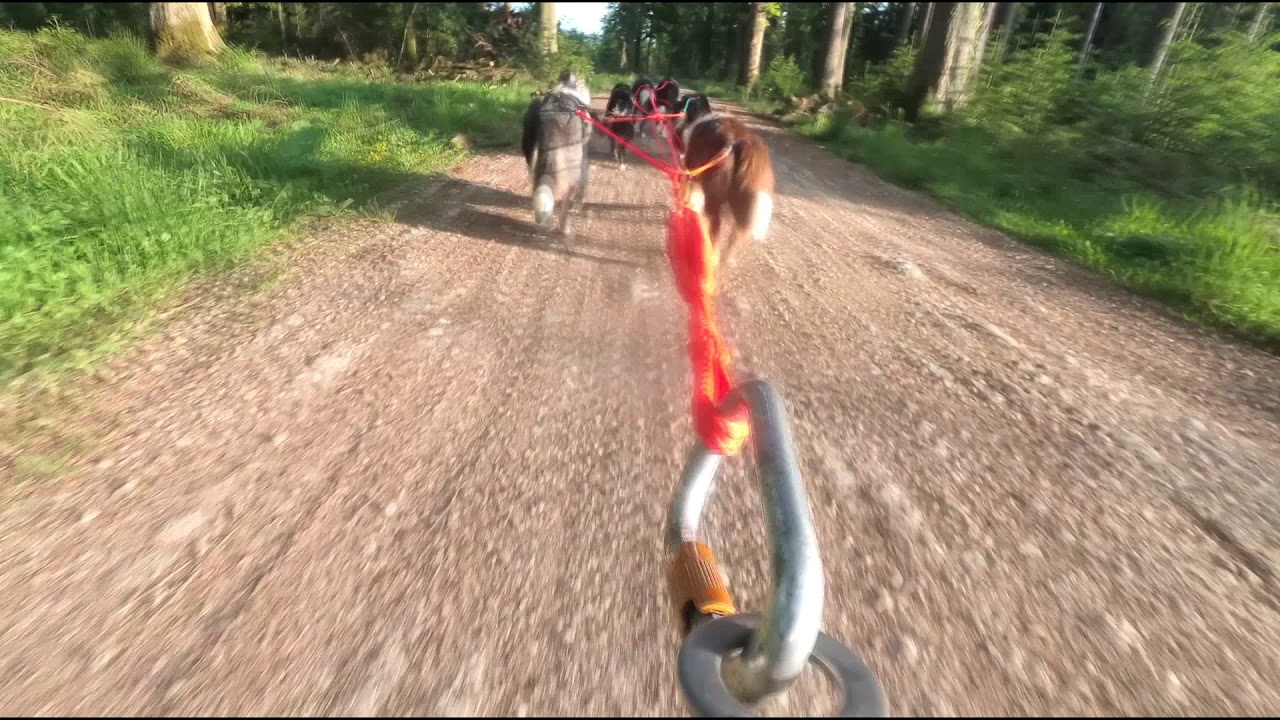 Border Collie Sled Dog Team with Trike