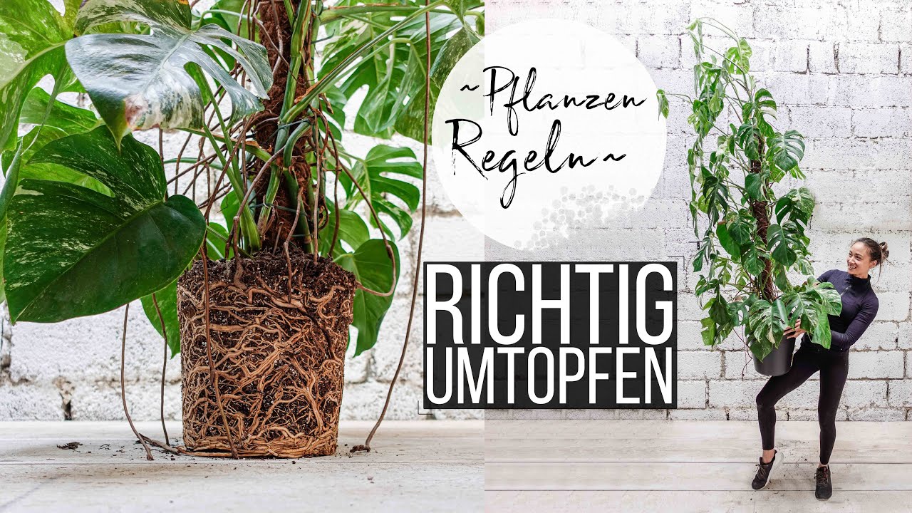 PFLANZEN richtig UMTOPFEN 🌱👍 | ⚠️ 8 REGELN ⚠️Diese Fehler solltest du unbedingt vermeiden 😱