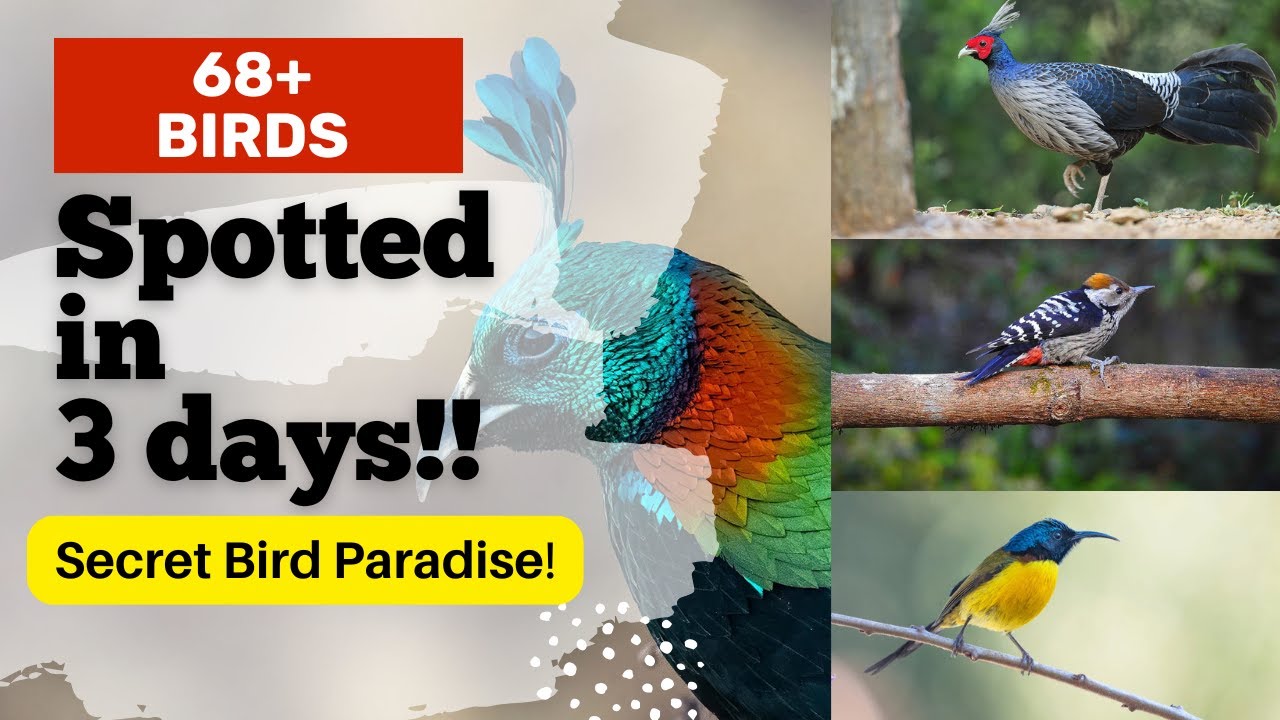 68+ Birds in 3 Days! Stunning bird diversity of Munsiyari