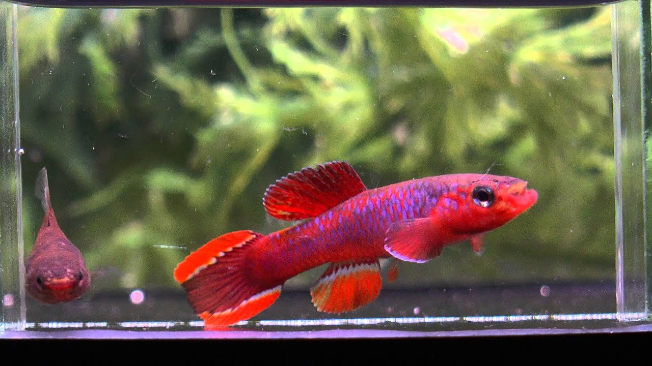 APHYOSEMION DIAPTERON FULGENS LEC 93 7 PAIR