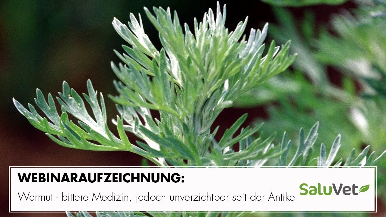 Wermut - bittere Medizin, jedoch unverzichtbar seit der Antike