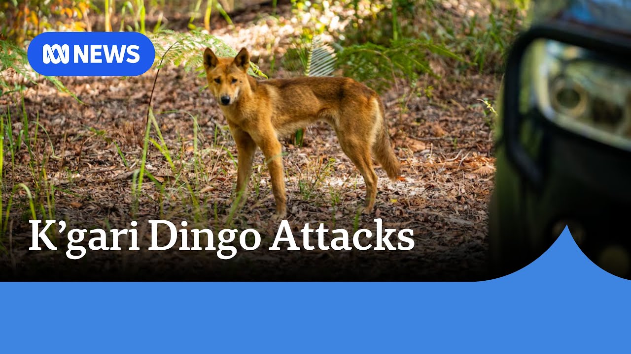 Two kids bitten in dingo attacks on k'gari over long weekend | ABC NEWS