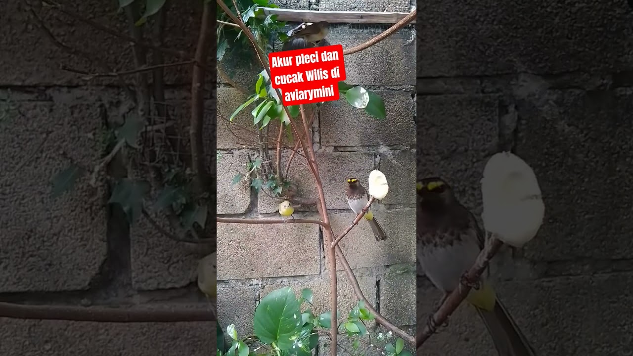 kehidupan pleci dan cucak Wilis di aviarymini #kicaumania #burung #aviarymini #suaracucakwilis