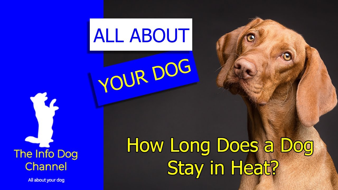 🐶 How Long Does a Dog Stay in Heat 👀