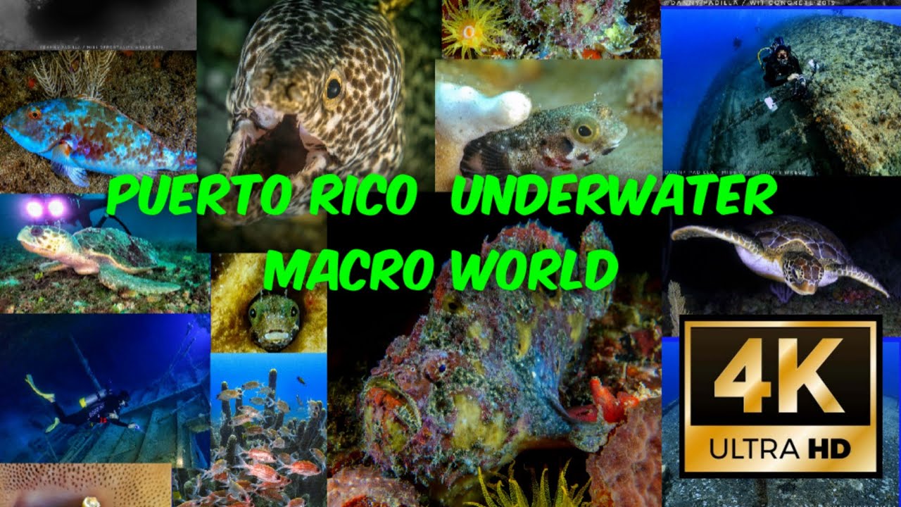 4k - Puerto Rico Underwater Macro World - Sony Rx100V & Nauticam CMC-1