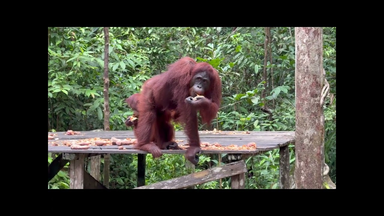 Tanjung Puting Orangutans National Park