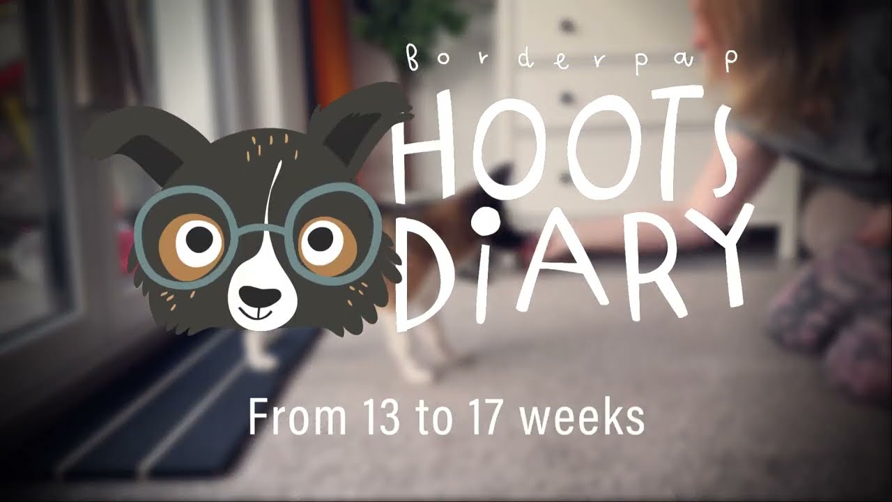Borderpap Hoot &ndash; Peak Performer Don't Give A Hoot &ndash; From 13 to 17 weeks